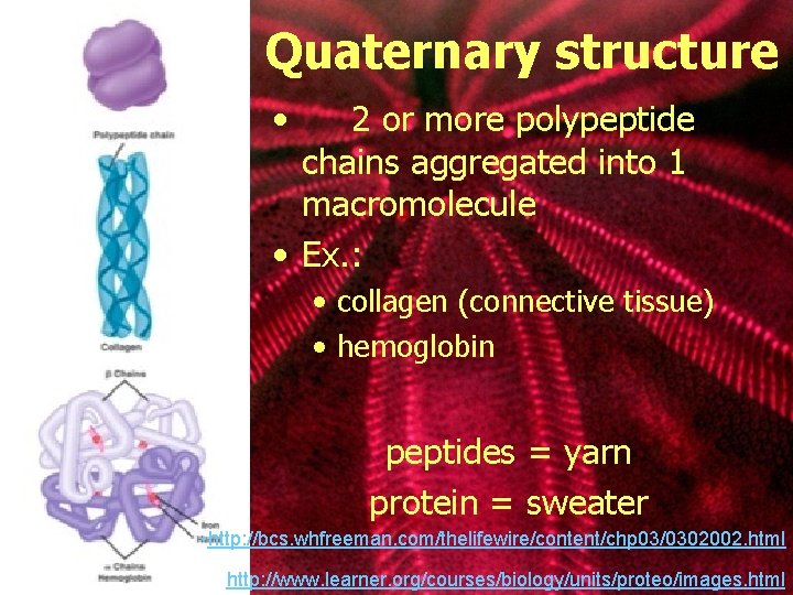 Quaternary structure • 2 or more polypeptide chains aggregated into 1 macromolecule • Ex.