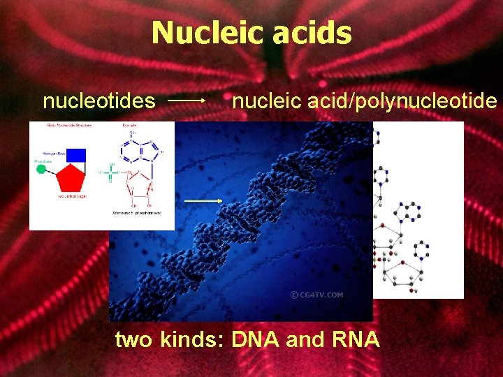 Nucleic acids nucleotides nucleic acid/polynucleotide two kinds: DNA and RNA 