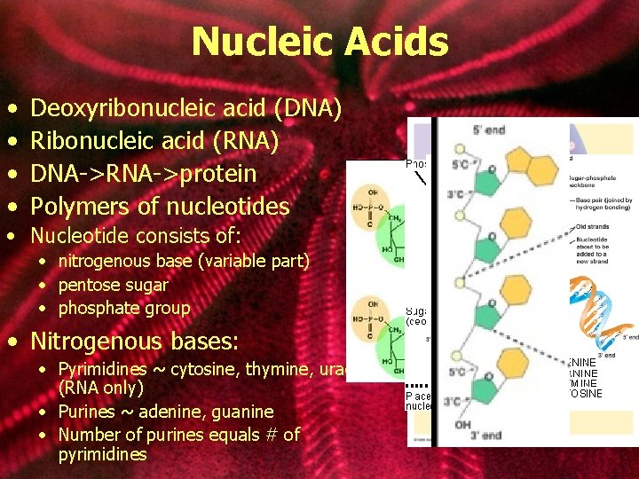 Nucleic Acids • • Deoxyribonucleic acid (DNA) Ribonucleic acid (RNA) DNA->RNA->protein Polymers of nucleotides