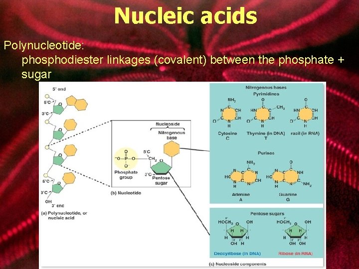 Nucleic acids Polynucleotide: phosphodiester linkages (covalent) between the phosphate + sugar 