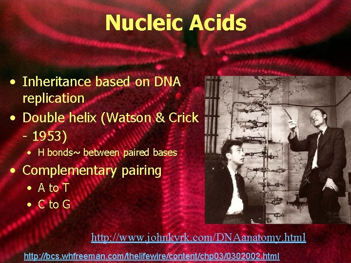 Nucleic Acids • Inheritance based on DNA replication • Double helix (Watson & Crick