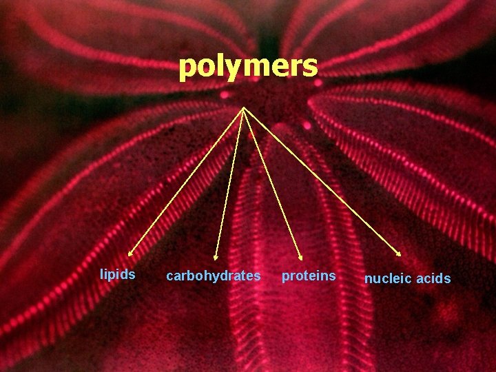 polymers lipids carbohydrates proteins nucleic acids 