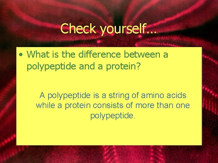 Check yourself… • What is the difference between a polypeptide and a protein? A