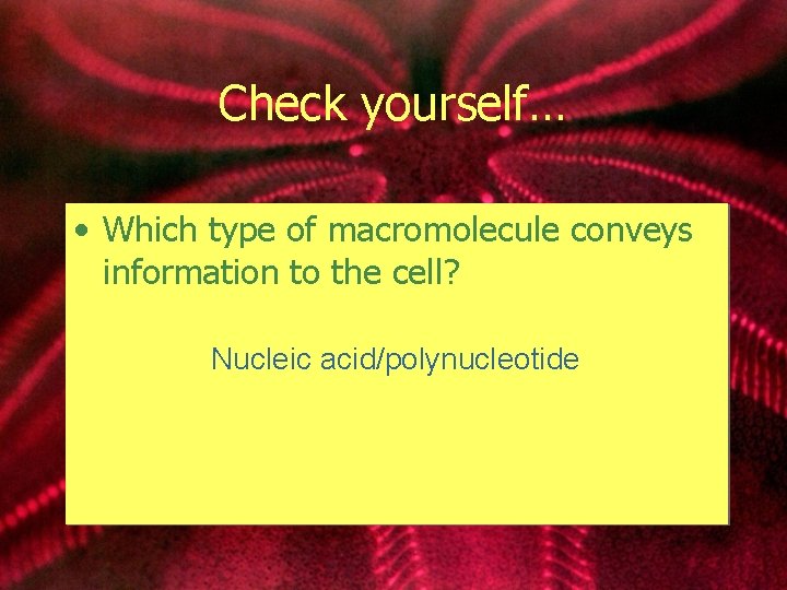 Check yourself… • Which type of macromolecule conveys information to the cell? Nucleic acid/polynucleotide