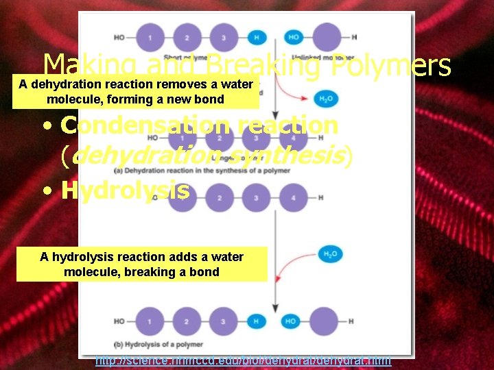 Making and Breaking Polymers A dehydration reaction removes a water molecule, forming a new