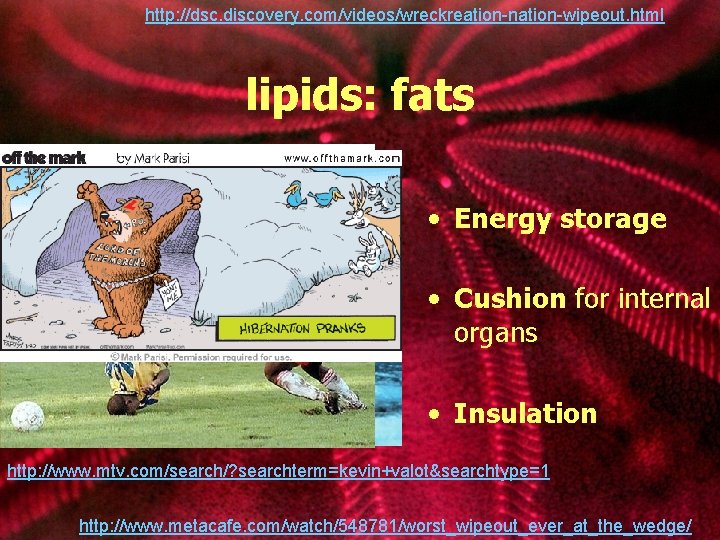 http: //dsc. discovery. com/videos/wreckreation-nation-wipeout. html lipids: fats • Energy storage • Cushion for internal