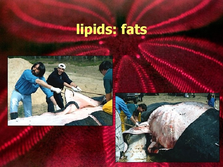 lipids: fats 