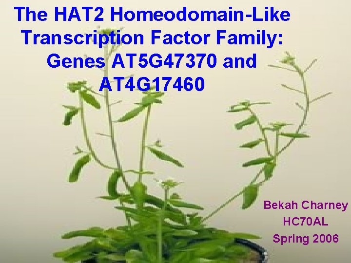 The HAT 2 Homeodomain-Like Transcription Factor Family: Genes AT 5 G 47370 and AT