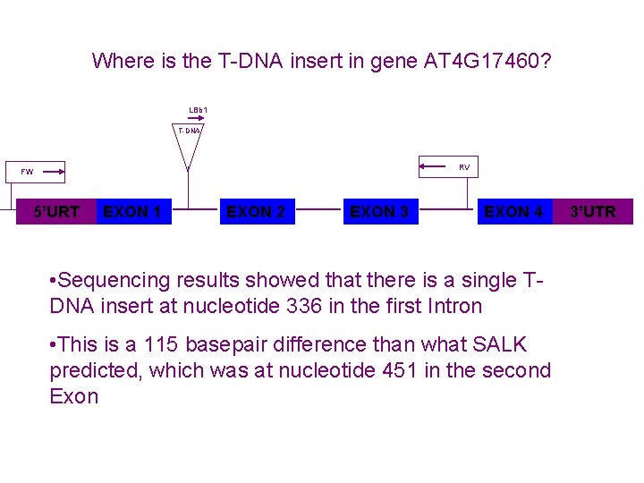 Where is the T-DNA insert in gene AT 4 G 17460? LBb 1 T-DNA