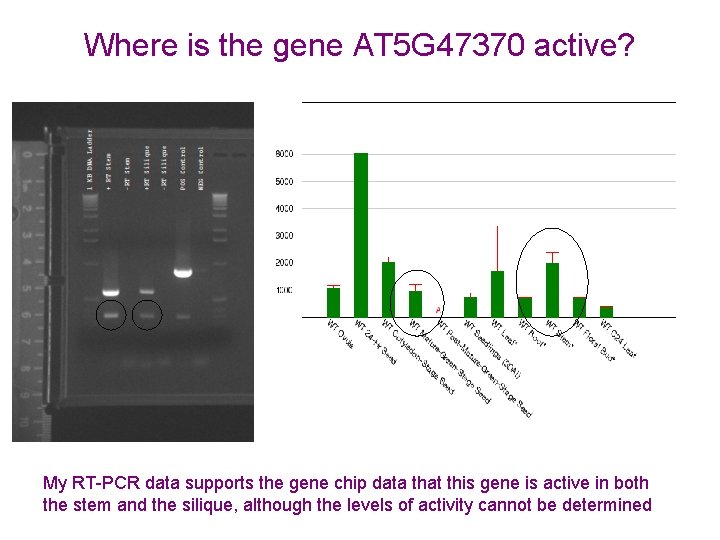 Where is the gene AT 5 G 47370 active? My RT-PCR data supports the