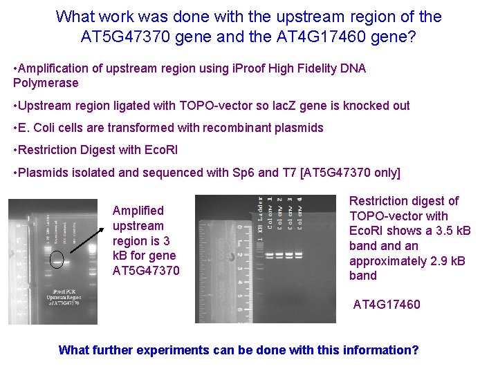 What work was done with the upstream region of the AT 5 G 47370