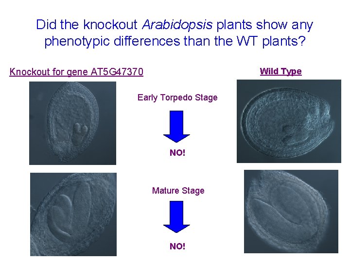 Did the knockout Arabidopsis plants show any phenotypic differences than the WT plants? Wild