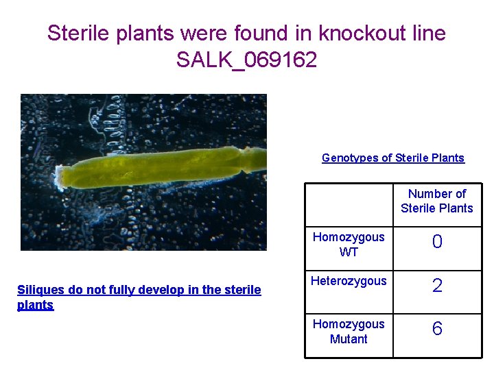 Sterile plants were found in knockout line SALK_069162 Genotypes of Sterile Plants Number of