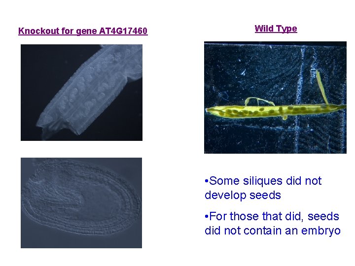 Knockout for gene AT 4 G 17460 Wild Type • Some siliques did not
