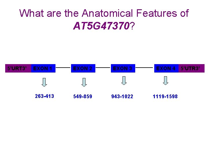 What are the Anatomical Features of AT 5 G 47370? 5’URT 3’ EXON 1