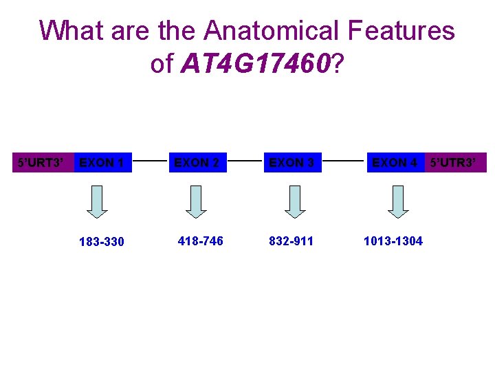 What are the Anatomical Features of AT 4 G 17460? 5’URT 3’ EXON 1