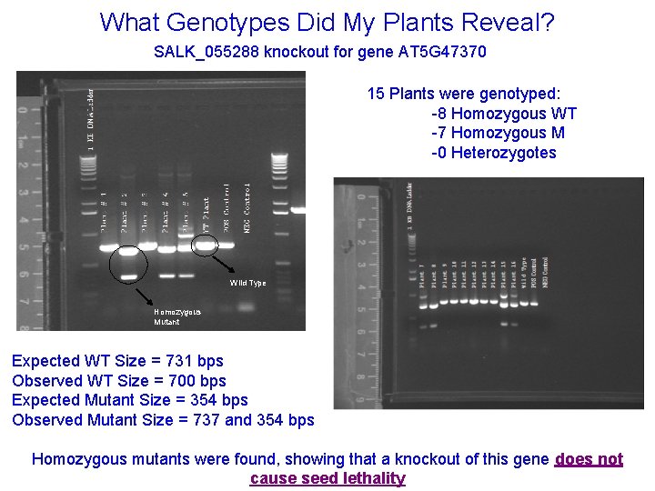 What Genotypes Did My Plants Reveal? SALK_055288 knockout for gene AT 5 G 47370