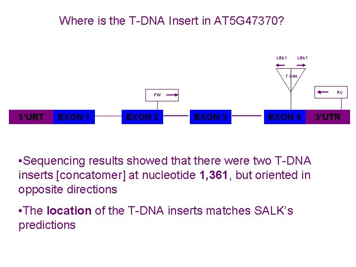 Where is the T-DNA Insert in AT 5 G 47370? LBb 1 T-DNA RV