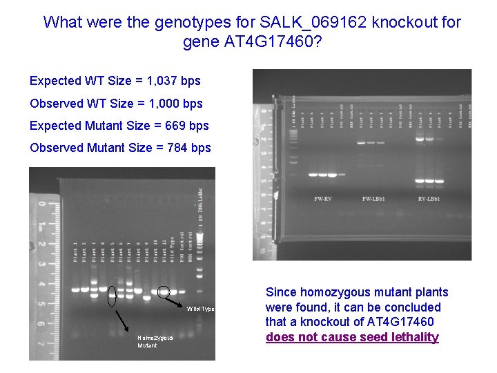 What were the genotypes for SALK_069162 knockout for gene AT 4 G 17460? Expected