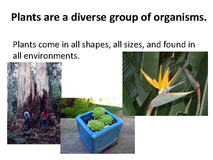 Plants are a diverse group of organisms. Plants come in all shapes, all sizes,