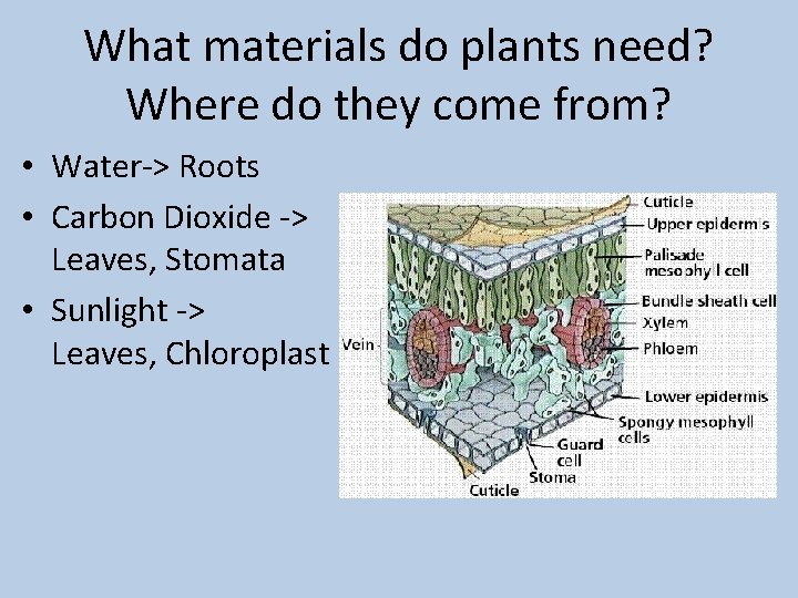 What materials do plants need? Where do they come from? • Water-> Roots •