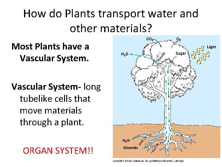 How do Plants transport water and other materials? Most Plants have a Vascular System-