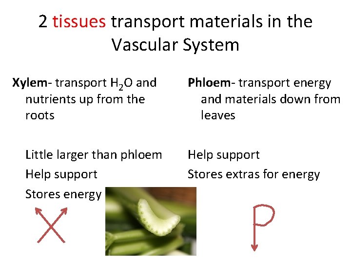 2 tissues transport materials in the Vascular System Xylem- transport H 2 O and
