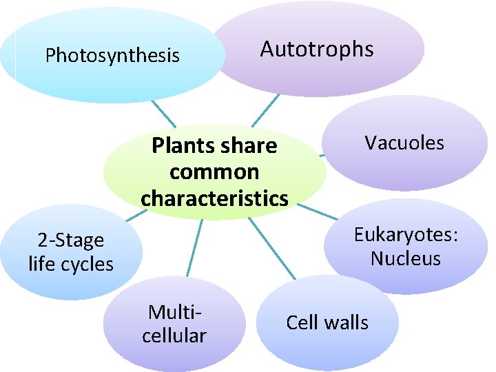 Photosynthesis Autotrophs Plants share common characteristics Vacuoles Eukaryotes: Nucleus 2 -Stage life cycles Multicellular