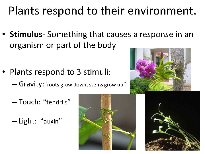 Plants respond to their environment. • Stimulus- Something that causes a response in an