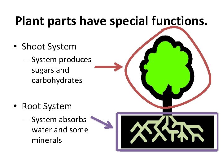 Plant parts have special functions. • Shoot System – System produces sugars and carbohydrates