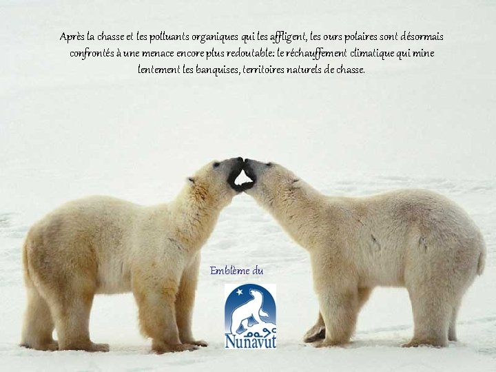 Après la chasse et les polluants organiques qui les affligent, les ours polaires sont