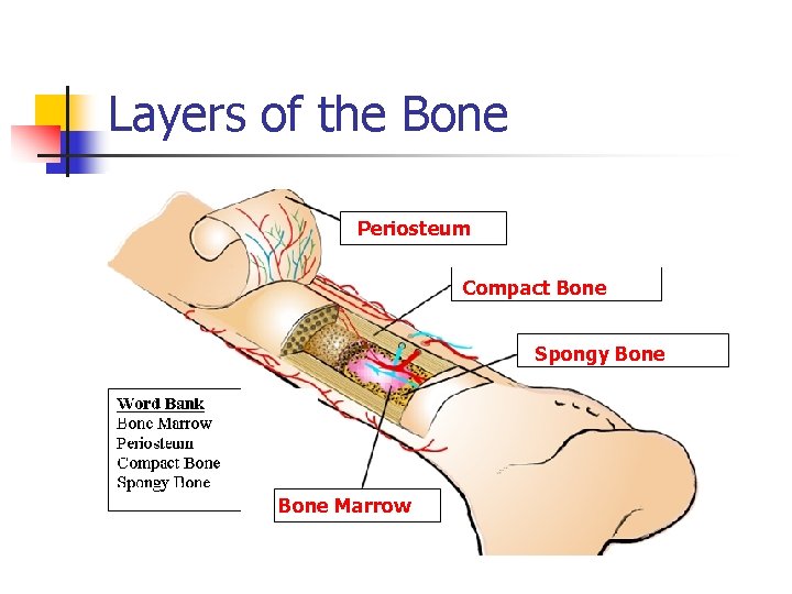 Layers of the Bone Periosteum Compact Bone Spongy Bone Marrow 