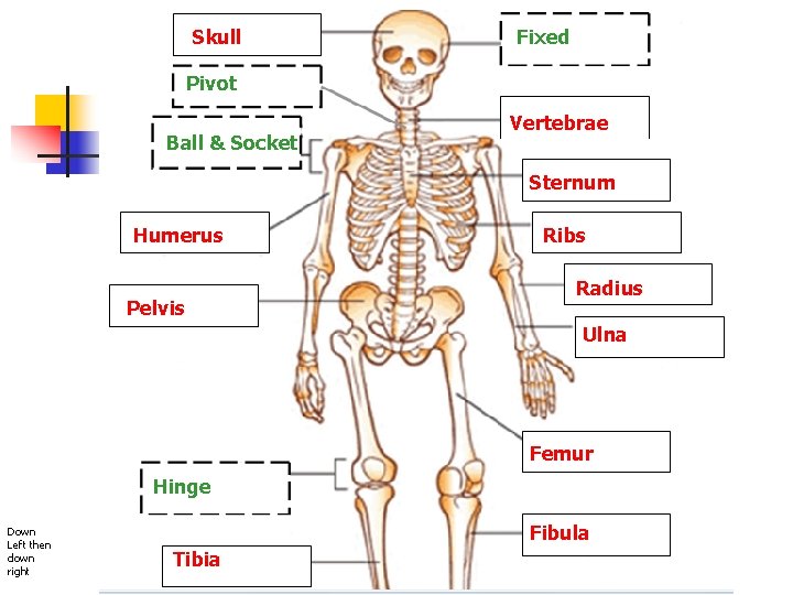 Skull Fixed Pivot Ball & Socket Vertebrae Sternum Humerus Pelvis Ribs Radius Ulna Femur