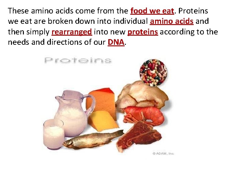 These amino acids come from the food we eat. Proteins we eat are broken These amino acids come from the food we eat. Proteins we eat are broken