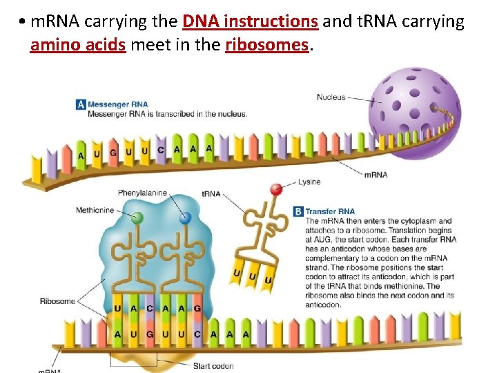 • m. RNA carrying the DNA instructions and t. RNA carrying amino acids • m. RNA carrying the DNA instructions and t. RNA carrying amino acids