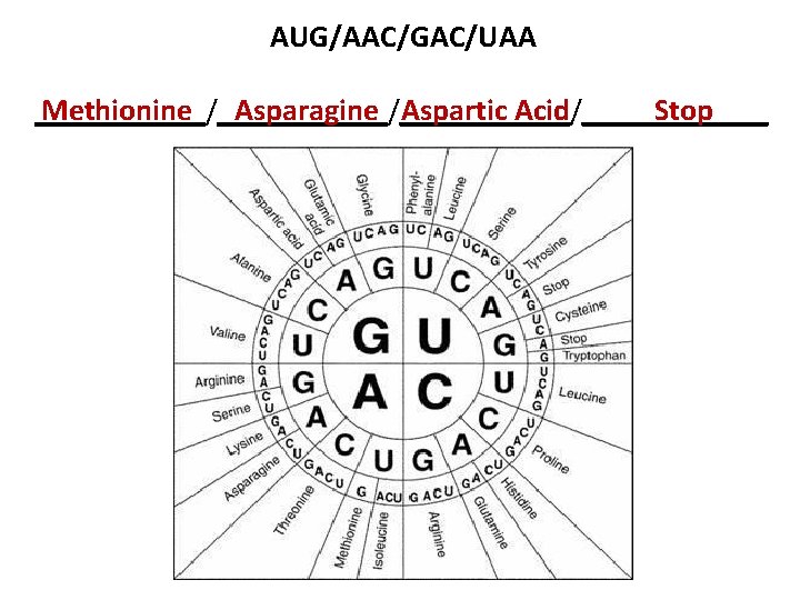 AUG/AAC/GAC/UAA Methionine Asparagine Aspartic Acid Stop ___________/______/______ AUG/AAC/GAC/UAA Methionine Asparagine Aspartic Acid Stop ___________/______/______