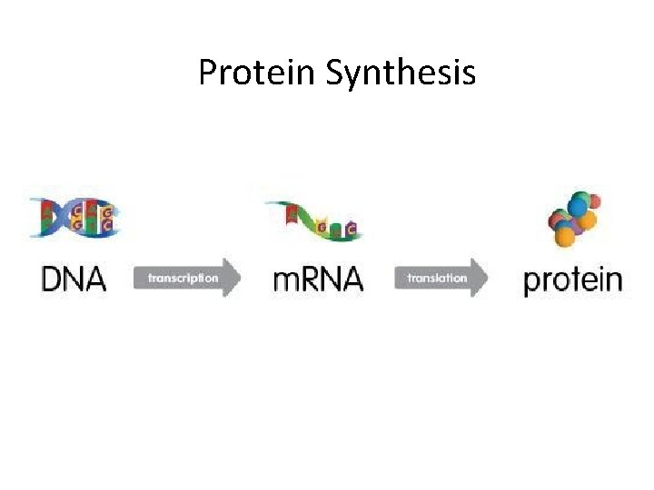 Protein Synthesis Protein Synthesis