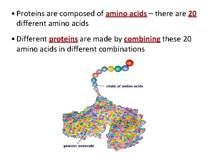 • Proteins are composed of amino acids – there are 20 different amino • Proteins are composed of amino acids – there are 20 different amino