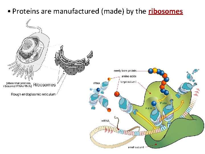 • Proteins are manufactured (made) by the ribosomes • Proteins are manufactured (made) by the ribosomes