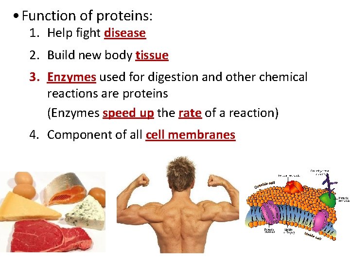 • Function of proteins: 1. Help fight disease 2. Build new body tissue • Function of proteins: 1. Help fight disease 2. Build new body tissue