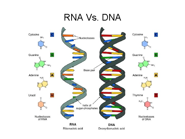 RNA Vs. DNA RNA Vs. DNA