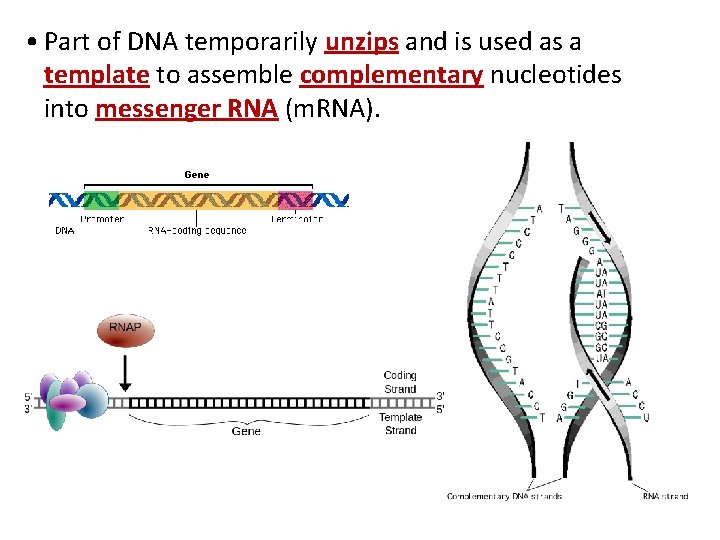 • Part of DNA temporarily unzips and is used as a template to • Part of DNA temporarily unzips and is used as a template to