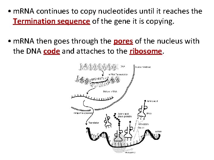 • m. RNA continues to copy nucleotides until it reaches the Termination sequence • m. RNA continues to copy nucleotides until it reaches the Termination sequence