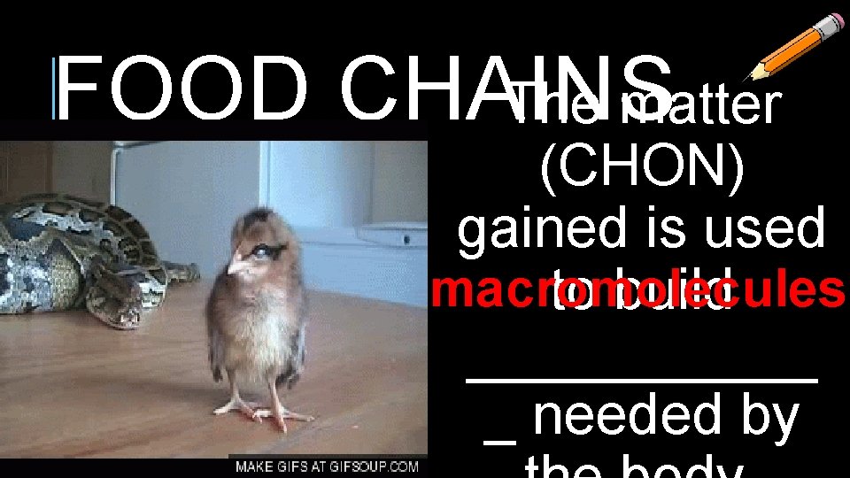 FOOD CHAINS The matter (CHON) gained is used macromolecules to build ______ _ needed FOOD CHAINS The matter (CHON) gained is used macromolecules to build ______ _ needed