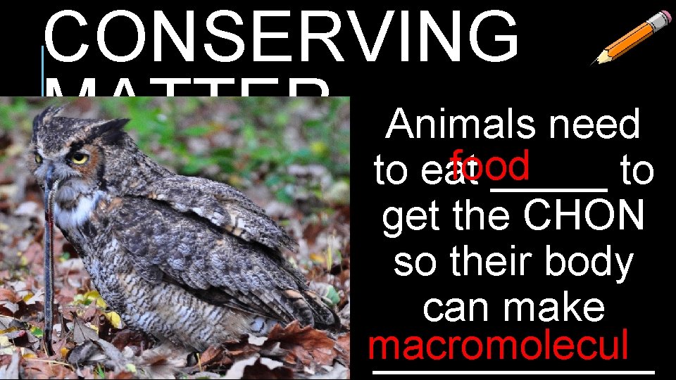 CONSERVING MATTER Animals need food to eat _____ to get the CHON so their CONSERVING MATTER Animals need food to eat _____ to get the CHON so their