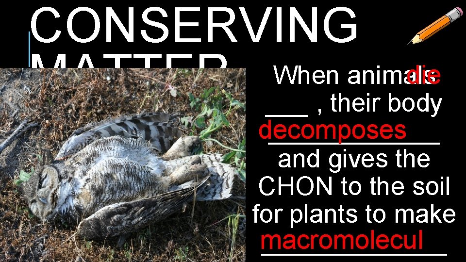 CONSERVING die When animals MATTER ___ , their body decomposes ______ and gives the CONSERVING die When animals MATTER ___ , their body decomposes ______ and gives the