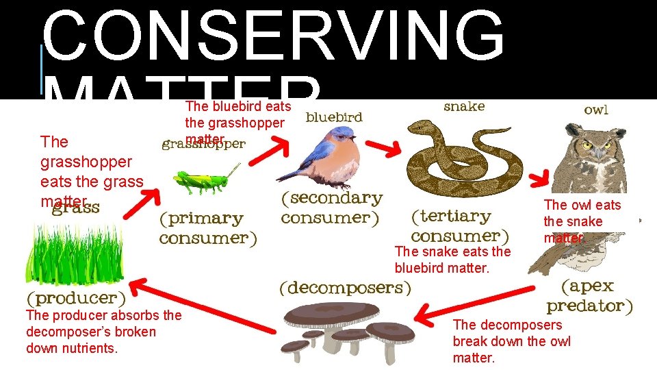 CONSERVING MATTER The grasshopper eats the grass matter. The bluebird eats the grasshopper matter. CONSERVING MATTER The grasshopper eats the grass matter. The bluebird eats the grasshopper matter.
