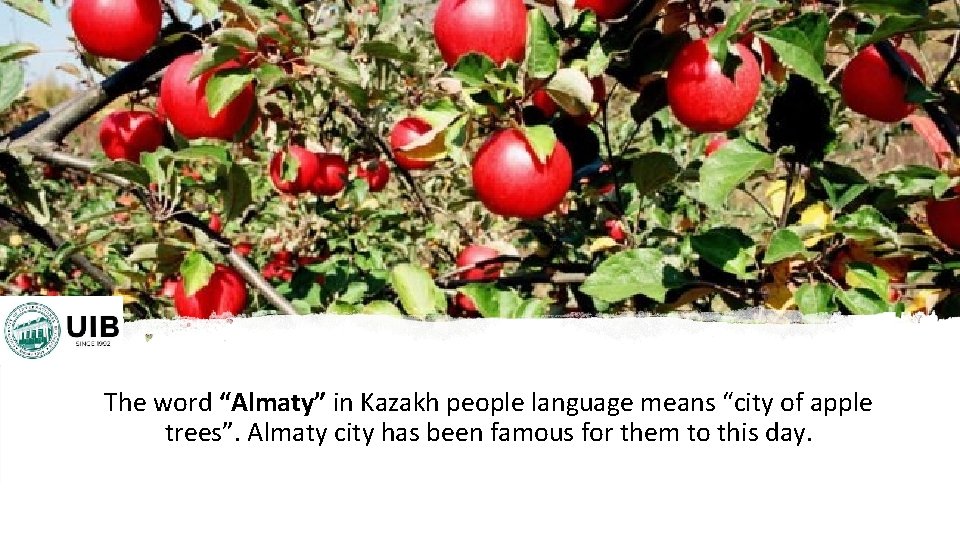The word “Almaty” in Kazakh people language means “city of apple trees”. Almaty city