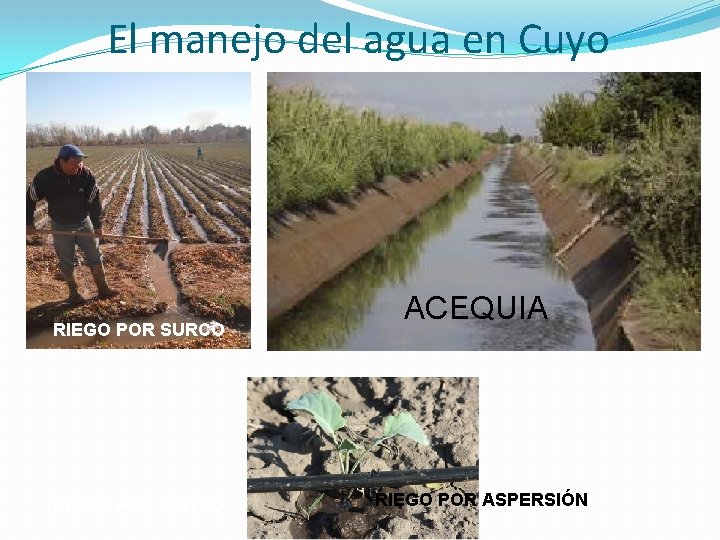 El manejo del agua en Cuyo RIEGO POR SURCO RIEGO POR GOTEO ACEQUIA RIEGO