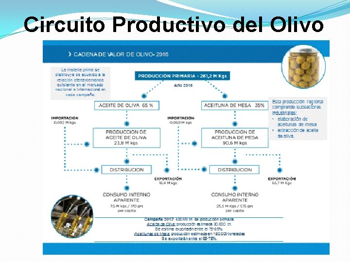 Circuito Productivo del Olivo 